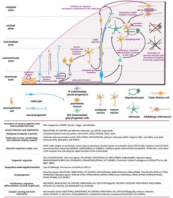 Morphogenetic theory of mental and cognitive disorders: the role of neurotrophic and guidance molecules